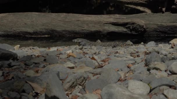 Lone Goanna Rocky Creek Fallen Tree Trunk Forest Inglés Amplio — Vídeo de stock
