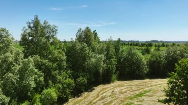 荷兰泽鲁斯韦德伦附近美丽的绿色夏季风景 无人机升空 — 图库视频影像