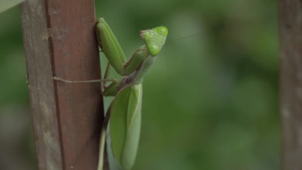 Kvinnliga Bön Mantis Klamrar Sig Fast Trästolpe Närbild — Stockvideo