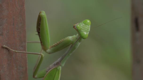 Makro Gröna Mantis Tittar Kameran Med Suddig Bakgrund — Stockvideo