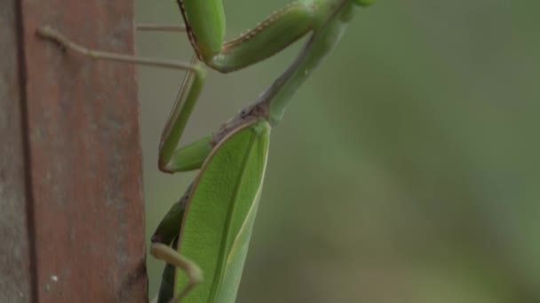Close Green Female Praying Mantis Clinging Pole Tilt — Stock Video