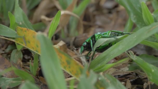 Escarabajo Escarabajo Verde Suelo Con Vegetación Verde Cerca — Vídeos de Stock