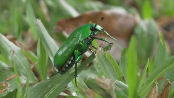 Primer Plano Del Escarabajo Verde Arrastrándose Sobre Hierba Suelo Del — Vídeos de Stock