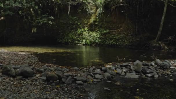 ロッキー川が流れる自然の静けさオーストラリア クイーンズランド州北部の第二の木の熱帯雨林 パンニングショット — ストック動画