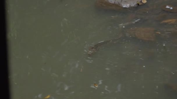 Pântano Enguia Nadando Riacho Água Doce Floresta Tropical Tiro Ângulo — Vídeo de Stock