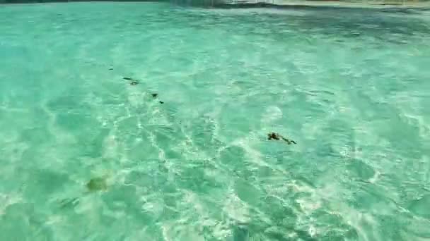 Los Roques Lonely Beach Island Turqoise Caribbean Sea Water Położenie — Wideo stockowe