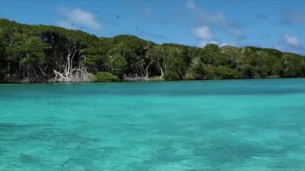 Mangrove Helder Blauw Water Met Wortels Groene Bladeren Vogels Die — Stockvideo