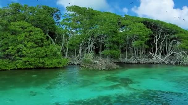 Pov Sail Beautiful Blue Water Mangrove Forest Καραϊβική Θάλασσα Los — Αρχείο Βίντεο