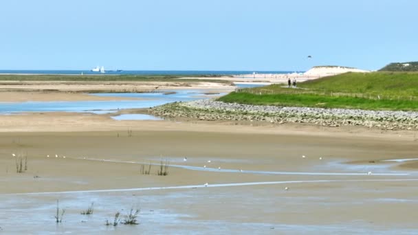 荷兰Het Zwin自然保护区多姿多彩的海岸景观 接近无人驾驶飞机的鸟类 — 图库视频影像