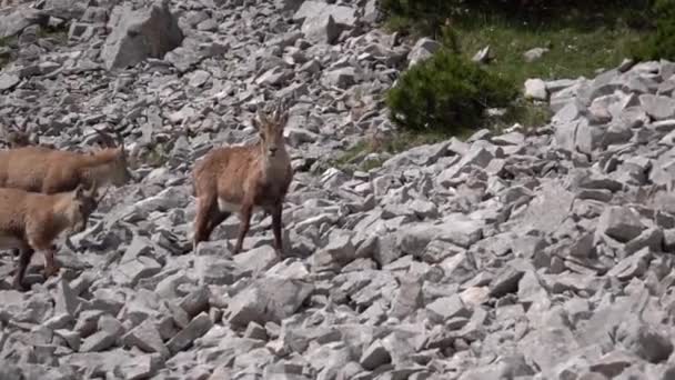 Herd Ibex Στο Βραχώδες Όρος Στις Γαλλικές Άλπεις Pan Left — Αρχείο Βίντεο