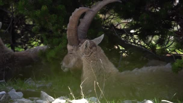 Mężczyzna Alpejski Ibex Koziorożec Spoczywa Cieniu Skalistej Glebie Pod Drzewami — Wideo stockowe