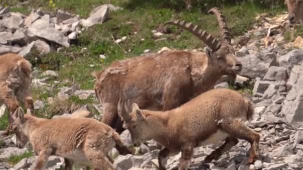 Groep Volwassenen Ibex Stenen Met Lange Hoorns Het Vercors Massif — Stockvideo