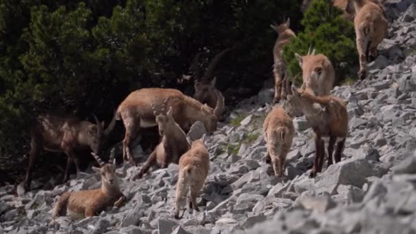 意大利阿尔卑斯山上的高山水牛 Capra Ibex — 图库视频影像