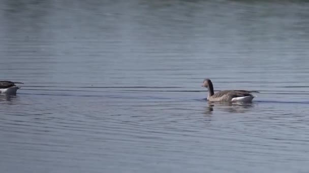 Greylag Geese Κολύμπι Στη Λίμνη Κύλιση — Αρχείο Βίντεο
