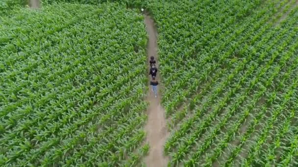 Egy Csapat Barát Együtt Kóborol Kukoricaföldön Közös Csapatmunka Hogy Megoldjuk — Stock videók