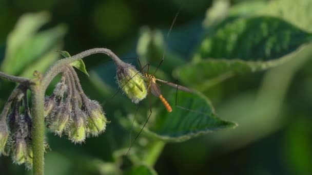 Pollinerande Insekt Blomma Ett Jordbruksområde Extrem Makro Närbild — Stockvideo