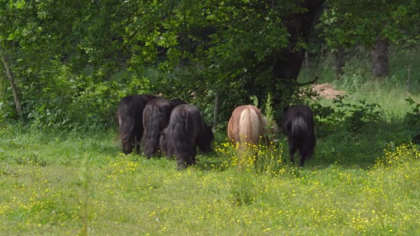 Herd Van Shetland Pony Grazen Overdag Wei Breed — Stockvideo