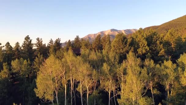 Аспенские Деревья Раскрывают Гору Принстон Буэна Виста — стоковое видео