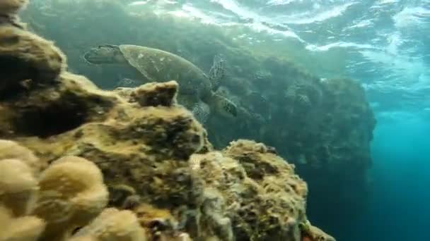 Tengeri Teknősök Hawaii Korallok Közelében Úsznak Trópusi Óceáni Élet Oahu — Stock videók