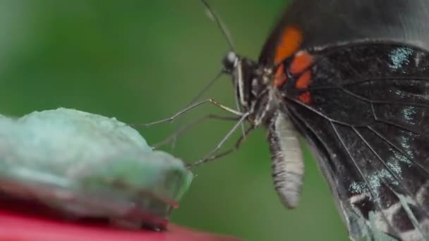 나비를 잡아먹는 — 비디오