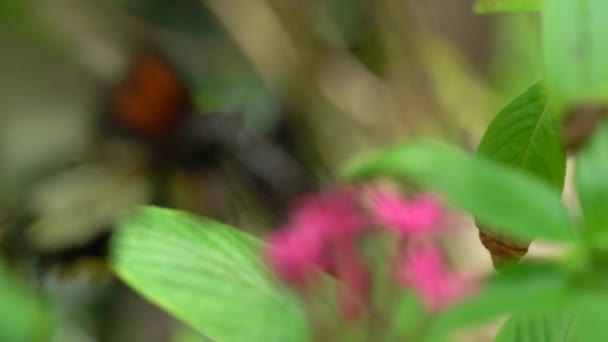Macro Shot Papilio Memmon Alimentação Néctar Foco Suave — Vídeo de Stock