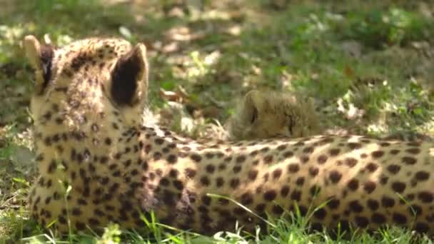 Cheetah Cub Sua Madre Sdraiati Terra Sotto Ombra Dell Albero — Video Stock