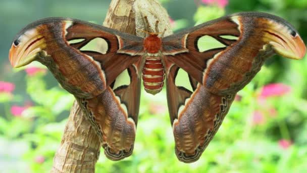 Nyligen Färgglada Kläckta Atlas Moth Attacus Atlas Mot Frodig Vegetation — Stockvideo