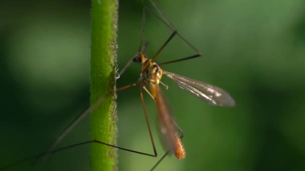 Tipula Insect Green Stem Shallow Depth Field Selective Focus Shot — Stock Video