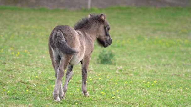 Cute Shetland Pony Źrebak Polu Trawy Zakładając Jego Ogon Widok — Wideo stockowe
