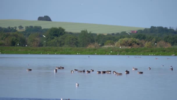 Lille Vildmose Dänemarks Größtes Naturschutzgebiet Und Brutgebiet Für Bodenbrütende Vögel — Stockvideo