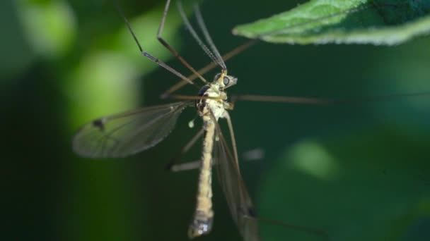 Male Crane Fly Tipula Rufina Resting Leaf Fleying Macro Detailed — Stock Video