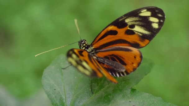 蝶の農場でのフィーダー上のメカニズム蝶 マクロ — ストック動画