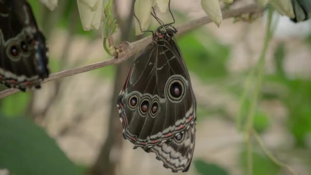 Morpho Peleides Πεταλούδα Τεντώνει Φτερά Του Μετά Την Εκκόλαψη Από — Αρχείο Βίντεο