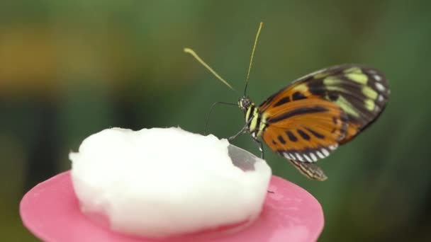 蝶の農場でのフィーダー上のメカニズム蝶 閉じる — ストック動画
