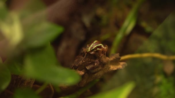 Epipedobates Tricolor Phantasmal Poison Frog Branch Lágy Fókusz — Stock videók