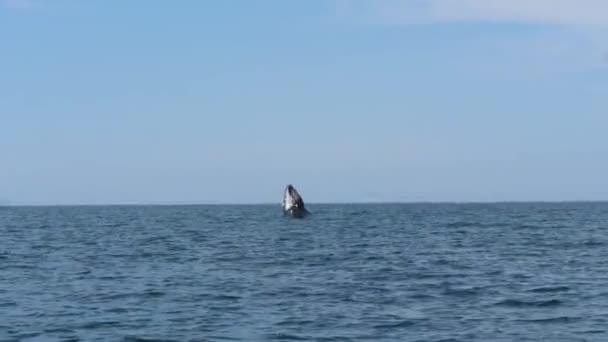 Humpback Whale Megaptera Novaeangliae Breach — Stock Video