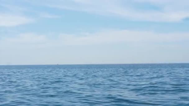 Humpback Whale Megaptera Novaeangliae Breach — Stock Video