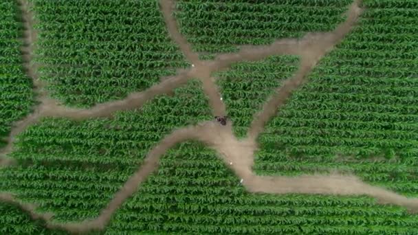 空中看到一群朋友在玉米地里散步 一片绿色的迷宫 人们试图在恐慌爆发前走出迷宫 找到正确的道路 — 图库视频影像