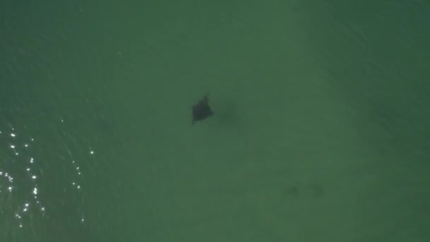 Clear Blue Waters Tallebudgera Creek Manta Ray Swimming Зверху Донизу — стокове відео