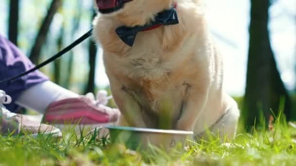 Zbliżenie Pembroke Welsh Corgi Dog Wody Pitnej Metalu Pet Bowl — Wideo stockowe