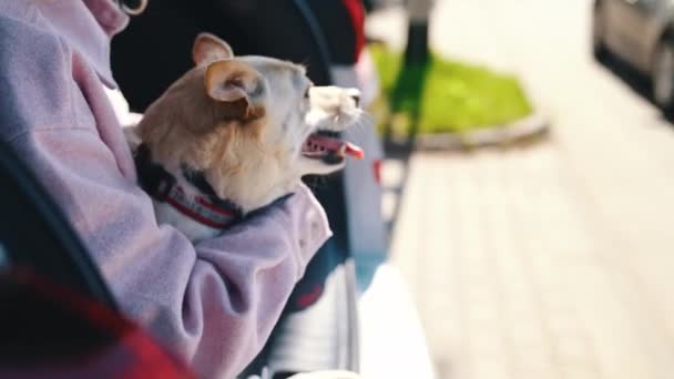 Pembroke Welsh Corgi Dipeluk Oleh Pemilik Wanita Dalam Mobil Tutup — Stok Video