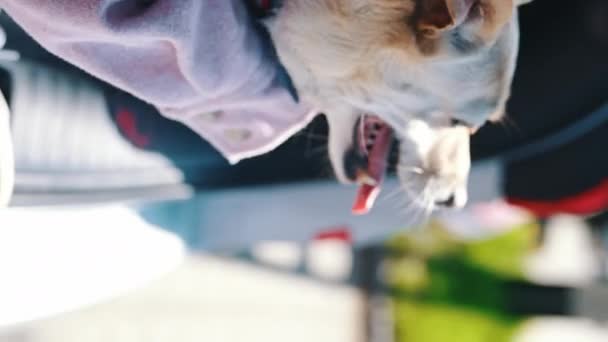 Vertikale Aufnahme Einer Besitzerin Die Einen Süßen Welsh Corgi Hund — Stockvideo