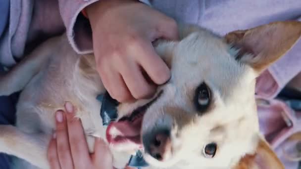 所有者によって資金提供されているウェールズのCorgi犬の垂直ショット 閉めて — ストック動画