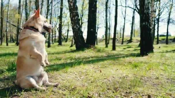 Welsh Corgi Dog Standing His Rear Legs Close — стокове відео