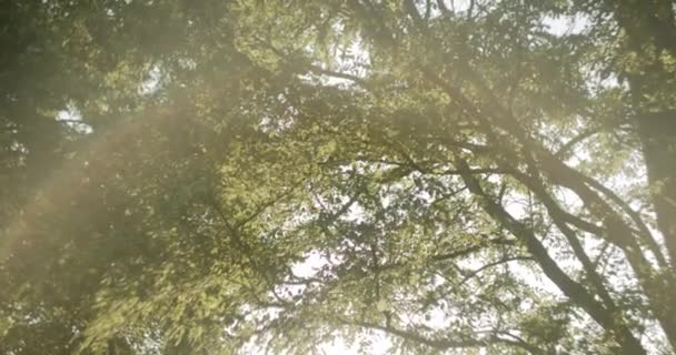 Sluneční Paprsky Pronikají Listů Jako Pozadí Abstraktní Příroda Pozadí — Stock video