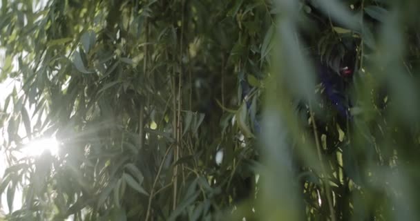 太陽光線と枝の後ろに輝く太陽の有機的背景 — ストック動画
