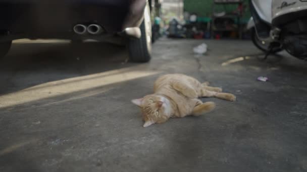 Tabby Cat Acordou Alongou Enquanto Estava Deitado Chão Perto — Vídeo de Stock