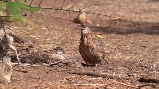 Many Common Pheasants Game Bird Breeding Farm Static — Stock Video