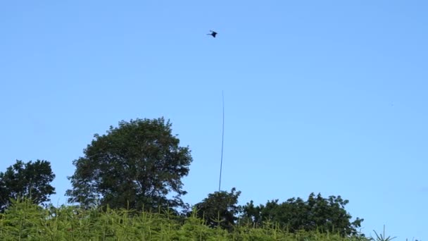 Halcón Señuelo Volando Contra Cielo Azul Para Asustar Los Pájaros — Vídeo de stock