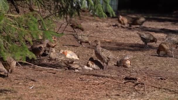 Pheasant Released Non Native Game Birds — Stock Video